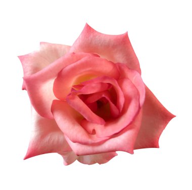 Yakın plan güller beyaz arkaplanda izole edildi