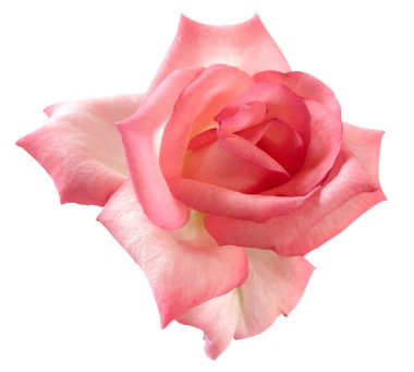 Yakın plan güller beyaz arkaplanda izole edildi