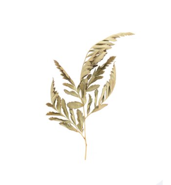 Solan yaprakların dalları beyaz arkaplanda izole.