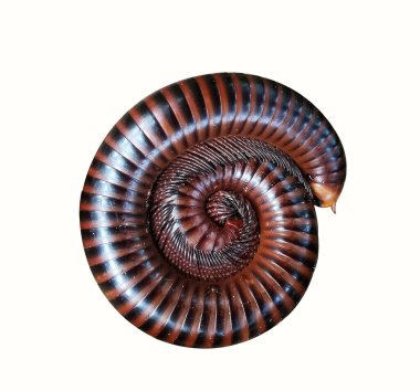 Diplopoda beyaz arkaplanda izole edildi.