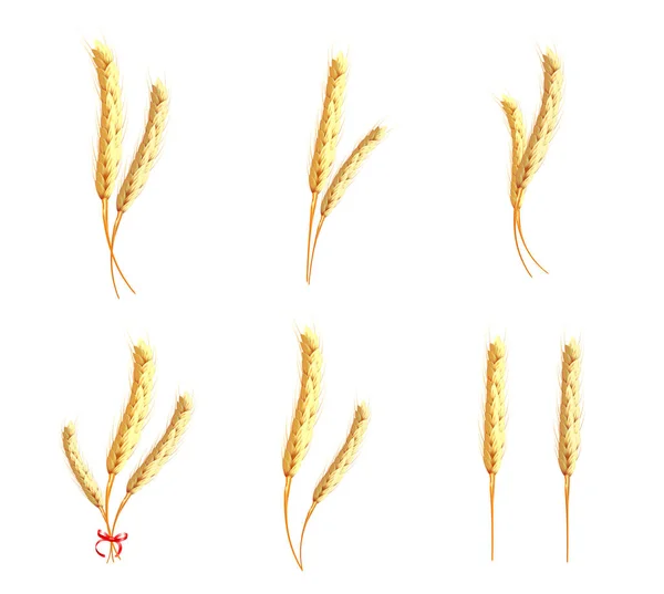 Пшеничні вуха реалістичні — стоковий вектор