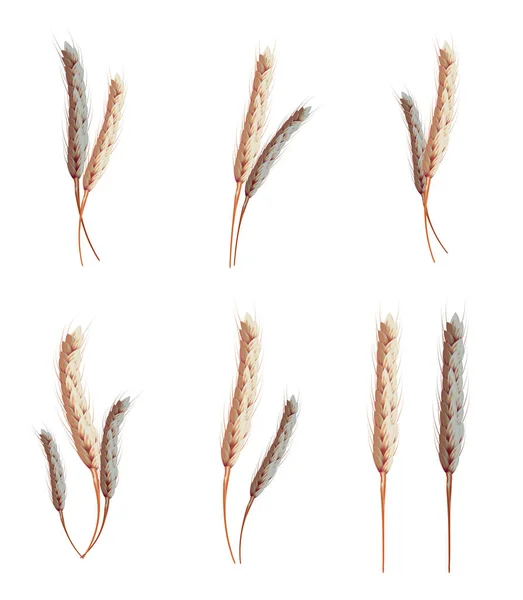 Weizenohren realistisch — Stockvektor