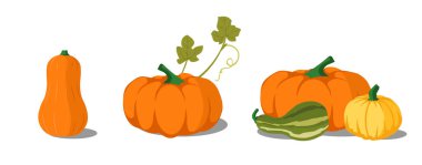 Kabak kümesi vektörü