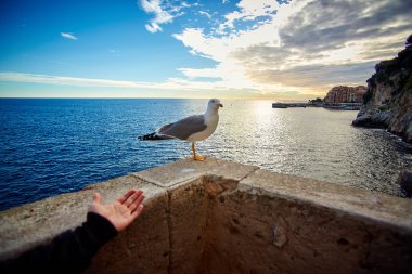 Martı rıhtımda, Monako, Fransa