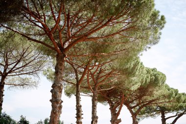 Pine Trees in a Park in Rome