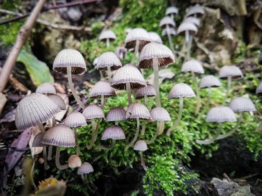 Ormanda bulunan şemsiyeler. Peri mürekkebi. Ormandaki doğaya yakın çekim, mantarlar.