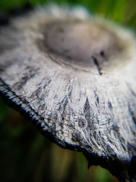 Hongos Que Derriten Con Cabello Rizado Tapa Tinta Lanuda Primer — Foto de Stock