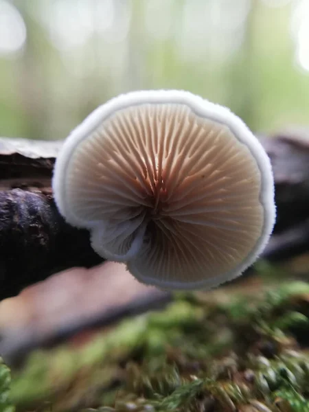 Liten Ömtålig Svamp Växer Gren Underifrån Närbild Naturen Skogen Svamp — Stockfoto