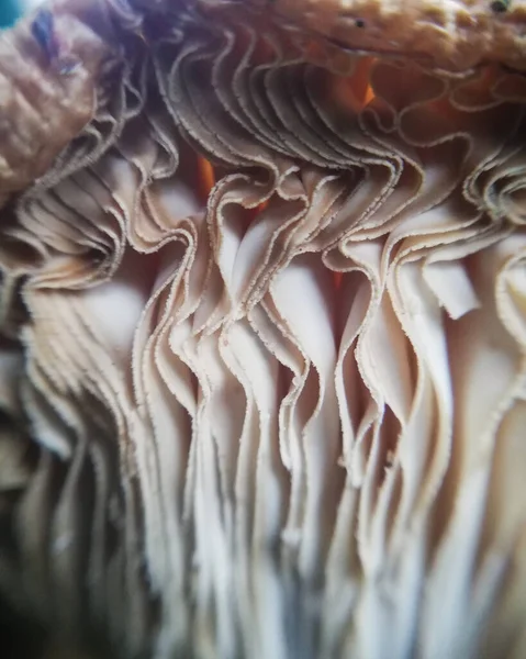 Jellyfish Mushroom Growing Garden Close Nature Forest Mushrooms — Stock Photo, Image