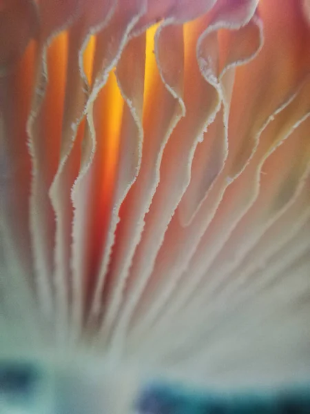 Güneş, büyük bir mantarın lamellasından geçerek alevler içinde. Amanitas muscaria. Ormandaki doğaya yakın çekim, mantarlar.