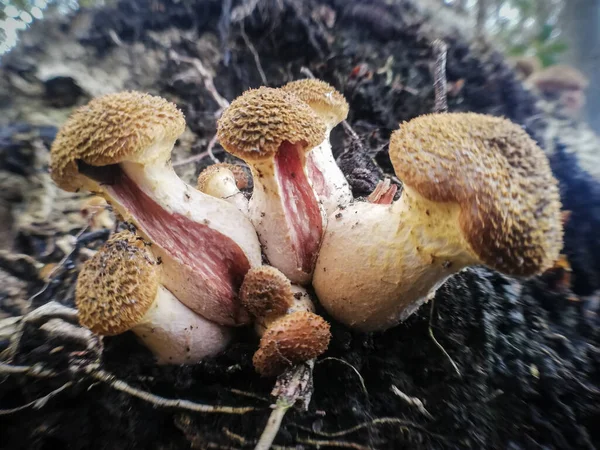 Fungo Mel Bulboso Fungo Humunguento Close Natureza Floresta Cogumelos — Fotografia de Stock