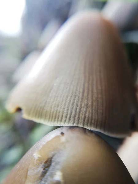 Lång Psathyrella Skogen Pinecone Svamp Närbild Naturen Skogen Svamp — Stockfoto