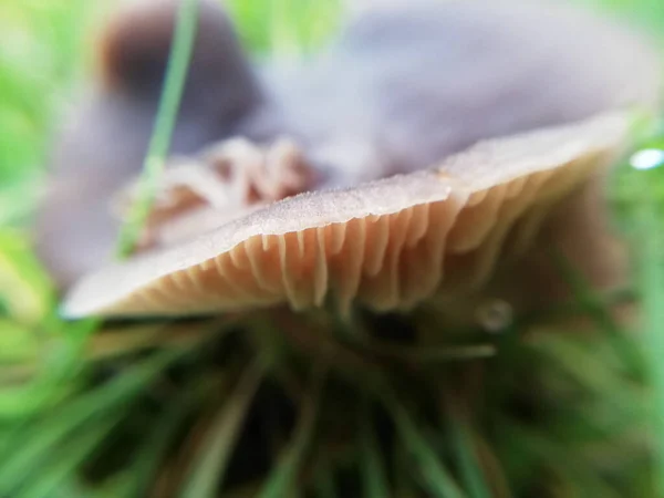 Gros Plan Sur Nature Forêt Champignons — Photo