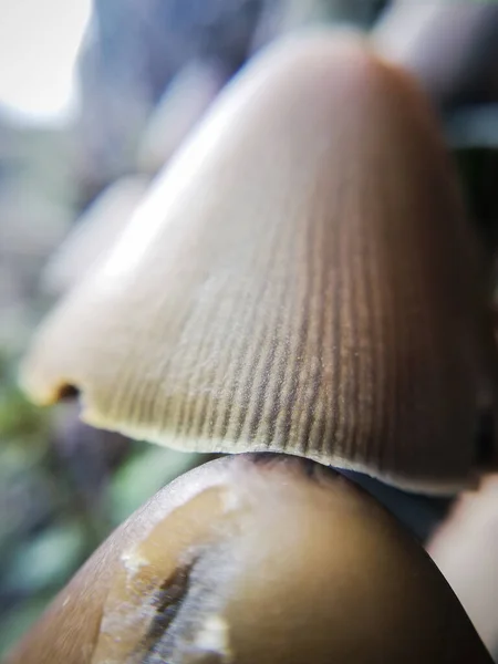 Kiefernzapfenpilz Natur Aus Nächster Nähe Wald Pilze — Stockfoto