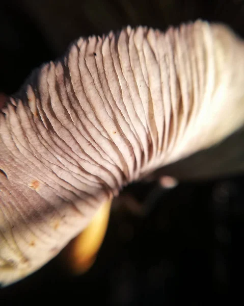 Červenající Lepiota Detailní Záběr Přírody Lese Houby — Stock fotografie