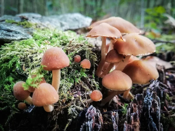 Der Betrüger Pilz Natur Aus Nächster Nähe Wald Pilze — Stockfoto