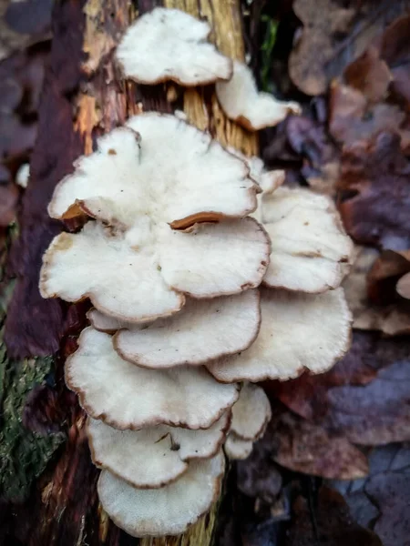 Gros Plan Sur Nature Forêt Champignons — Photo