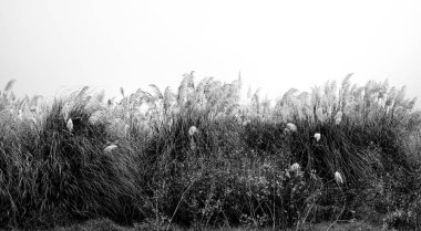 Elektrik Sessizliği, hüzünlü, gri hava, yalnız, yalnız, hüzünlü