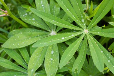 yeşil yaprak çiy ile doğal arka plan damla