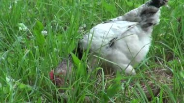 Yiyecek arayan Rus Tavuk doğurmak tepeli