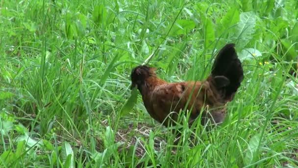 Coq race de Russe à crête à la recherche de nourriture dans le sol — Video