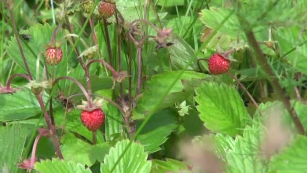 Wilde aardbeien in het veld — Stockvideo