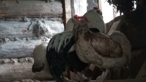 古い納屋で鶏のねぐら — ストック動画