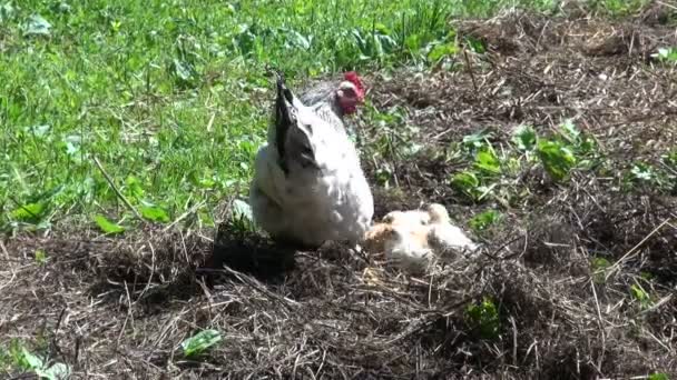 Курица с милыми цыплятами — стоковое видео