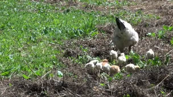 Galinha com galinhas fofas — Vídeo de Stock