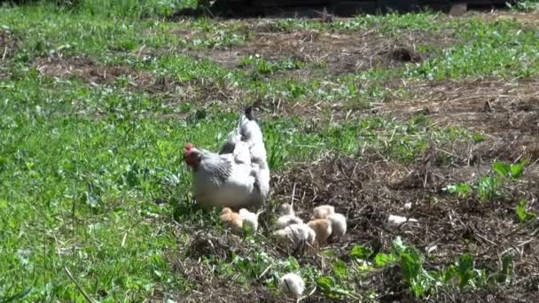 Galinha com galinhas fofas — Vídeo de Stock