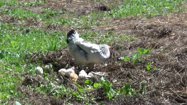 Gallina de pollo con pollitos lindos — Vídeo de stock