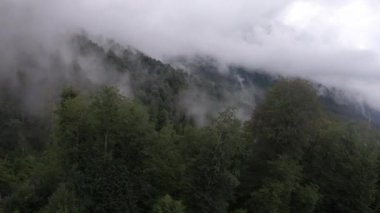 Yağmurlu havada sisli bir bulut ormanının üzerinde uçan kozalaklı ve karaçalı dağ ağaçları. Manzara çok güzel. Kafkaslar, Rusya 'nın Avrupa bölgesi.
