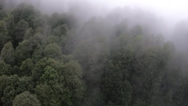 Bei regnerischem Wetter fliegen wir über einen Nebelwald, gemischte Nadel- und Lärchenbäume. Draufsicht, Tag. Der Kaukasus, der europäische Teil Russlands — Stockvideo