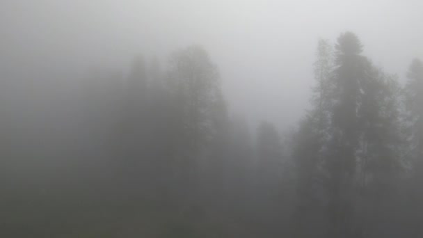 Volando sobre un bosque nublado de niebla en clima lluvioso, árboles mixtos de coníferas y alerces de montaña. Vista superior, día. El Cáucaso, la parte europea de Rusia — Vídeos de Stock