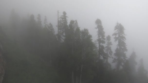 Vliegend over een mistig nevelwoud bij regenachtig weer, gemengd naaldhout en lariks bergachtige bomen. Bovenaanzicht, dag. De Kaukasus, het Europese deel van Rusland — Stockvideo