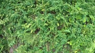 Çimenli bir dağ yamacında uçuyor, doğa ve bitkiler. Bir yaz günü manzarası. Kafkaslar, Rusya 'nın Avrupa bölgesi.