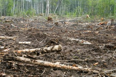 Kesilmiş bir ormanda bir açıklık. Rusya 'daki yok olmuş Khimki ormanları, otoban yatakları.