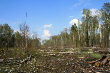 A clearing in a cut-down forest. The destroyed Khimki forest in Russia, the laying of the highway clipart