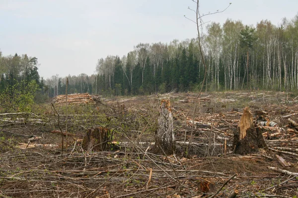 Ένα ξέφωτο σε ένα δάσος. Το κατεστραμμένο δάσος Χίμκι στη Ρωσία, η τοποθέτηση του αυτοκινητόδρομου — Φωτογραφία Αρχείου