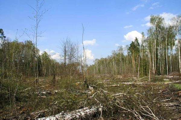 Ένα ξέφωτο σε ένα δάσος. Το κατεστραμμένο δάσος Χίμκι στη Ρωσία, η τοποθέτηση του αυτοκινητόδρομου — Φωτογραφία Αρχείου