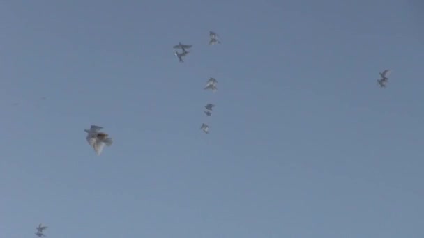 Białe gołębie na niebie — Wideo stockowe