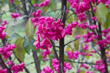 Yağmur altında bir ağaç üzerinde kırmızı çiçekler