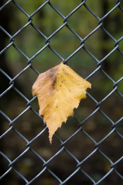 Autumn leaf birch in the lattice fence — Stock Photo, Image