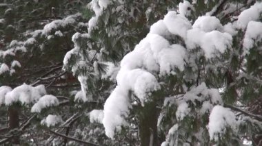 Kar kaplı ağaç dalı. Noel veya doğal arka plan