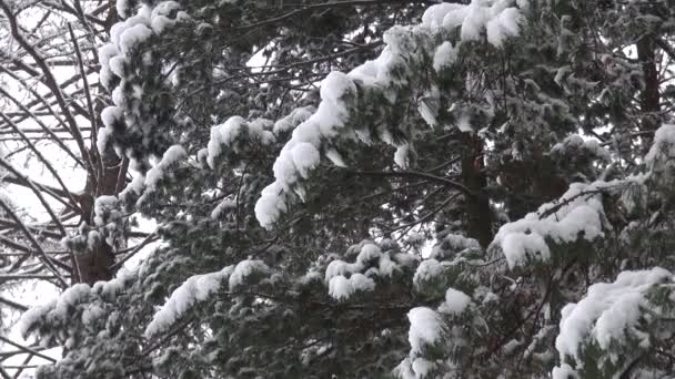 Snön täckte trädgren. Jul eller naturliga bakgrund — Stockvideo