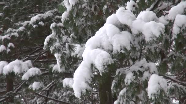 雪は、木の枝を覆われました。クリスマスや自然な背景 — ストック動画