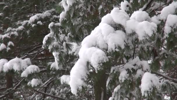 Pokryte śniegiem drzewo gałąź. Boże Narodzenie lub naturalnego tła — Wideo stockowe