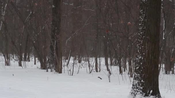 Tunga snöfall i bakgrunden träden — Stockvideo