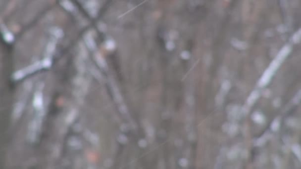 Snöfall, snöflingor faller snabbt i bakgrunden — Stockvideo