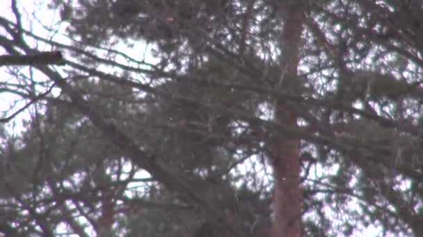 松の枝の背景に降雪 — ストック動画